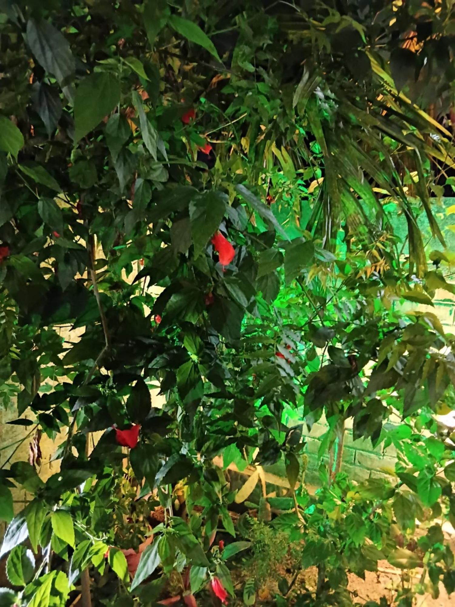 Green View Homestay Siliguri Eksteriør bilde